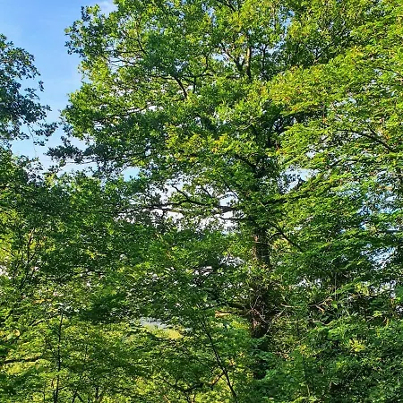 Modern A-frame Ardennen 木屋