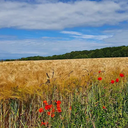 木屋 Modern A-frame Ardennen *